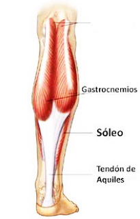 soleo