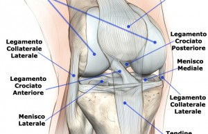 Ginocchio-tendini-legamenti-ossa