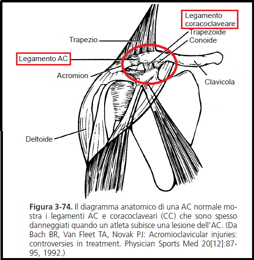 Articolazione acromion-claveare